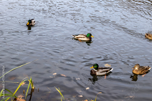 Wallpaper Mural Mallard ducks swimming in a calm pond on cloudy day Torontodigital.ca