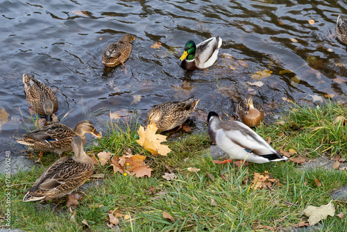 Wallpaper Mural Mallard ducks swimming and feeding by river in autumn Torontodigital.ca