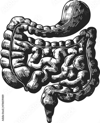 Human digestive system sketch, hand drawn anatomical organs, stomach, intestines, monochrome — stock vector