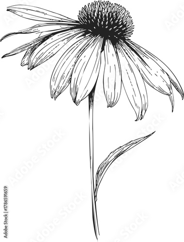 Echinacea flower sketch, hand drawn botanical line art with drooping petals and spiky cone — stock vector