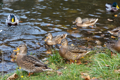Group of wild ducks on river bank in autumn park