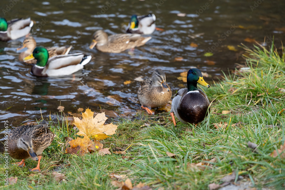 custom made wallpaper toronto digitalMallard ducks near pond with autumn leaves on grass