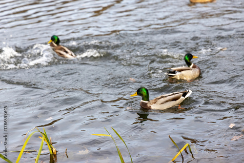 Mallard ducks swimming on a pond with rippling water