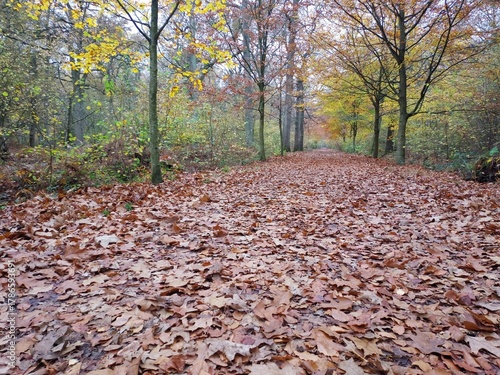 Chemin forestier en automne, Saint-Amand-les-Eaux, porte du Hainaut, Hauts de France, Nord