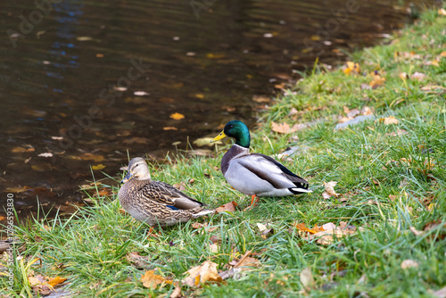 Wallpaper Mural Pair of mallard ducks resting near a pond in autumn park Torontodigital.ca