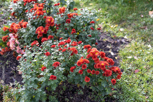 Red chrysanthemums blooming in garden bed on sunny day