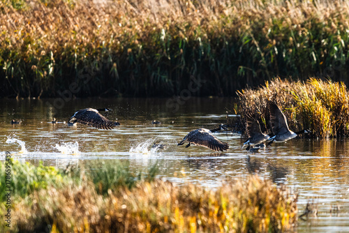 Canada Goose, Branta Canadensis, birds in flight over marshes