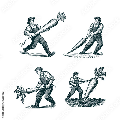 Set of four comical vintage illustrations of a farmer struggling with oversized, giant carrots