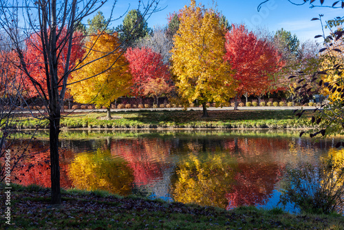 Variety of beautiful trees turning color for the fall in Eagle, Idaho