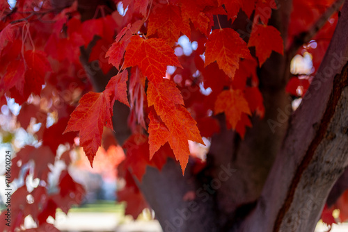 Variety of beautiful trees turning color for the fall in Eagle, Idaho