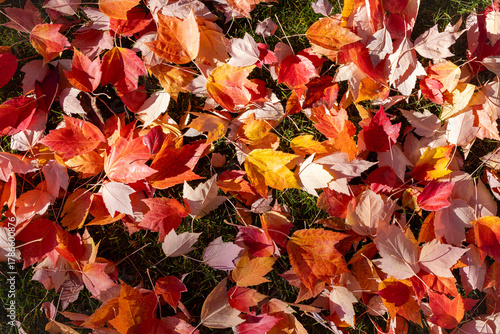 Colorful red and yellow fallen maples leave on a lqwn during the fall season