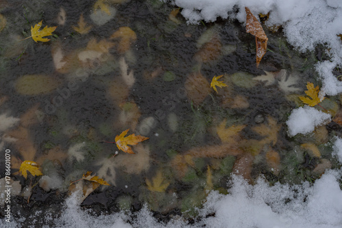 Frozen autumn leaves in a pond create a muted and special capture