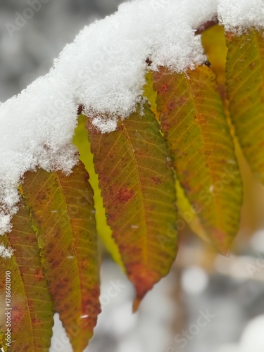 Red and green sumac leaves covered in a blanket of white snow