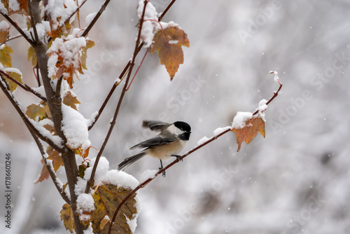 Wings ready for take-off and a puff of snow falls, as this black-capped chickadee takes off from a snowy branch. This is a medium distance shot with good pixels and space for copy.