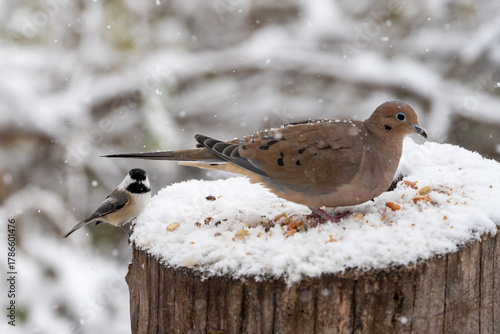 A large mourning dove dominates the feeder while a tiny black-capped chickadee waits for a chance to feed.