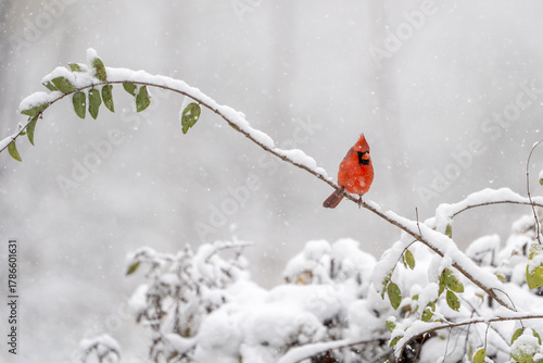 A beautiful red male northern cardinal perches on a branch with a blurred out snowy background in this winter scene.