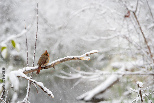 Female cardinal preaches on a snowy branch with a blurred out wintery background with room for copy.