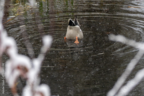 A feeding male mallard duck, tipped up to feed so you only see his backside and legs.