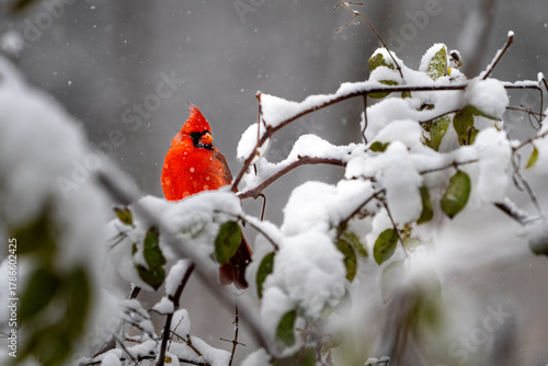 Bright red male northern cardinal (Cardinalis cardinalis) sitting on snowy branches.