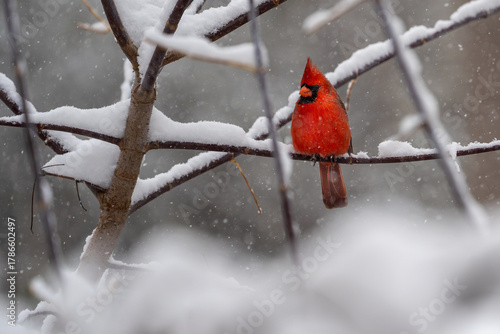 Bright red male northern cardinal (Cardinalis cardinalis) sitting on snowy branches.