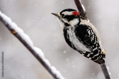 Downy woodpecker in a snowy tree with room for copy