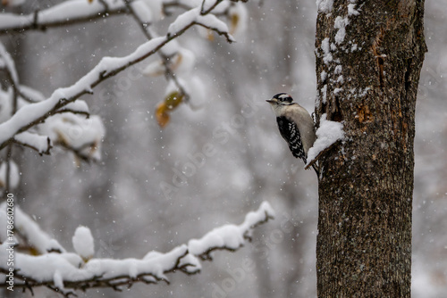 Downy woodpecker in a snowy tree with room for copy