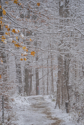 A wintery path is dusted with snow and in the foreground are fall leaves. 
