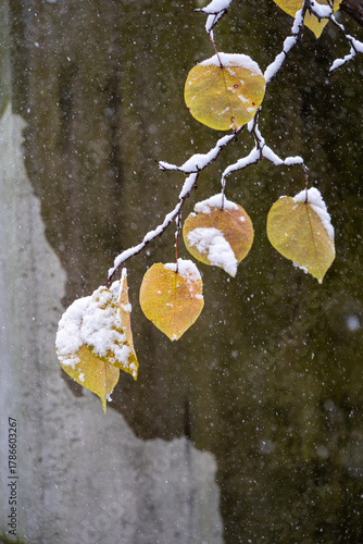 A minimalistic picture of snow-dusted leaves in front of a cement wall with an interesting water pattern.