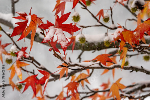 Japanese maple with snow