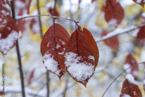 Two dramatically coloured fall leaves hang, covered in snow. 