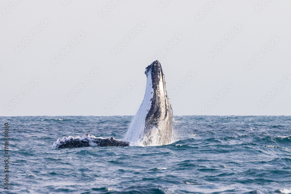 Fototapeta premium Humpback Whale seen dramatically breaching out of the water during their eastern Australia migration