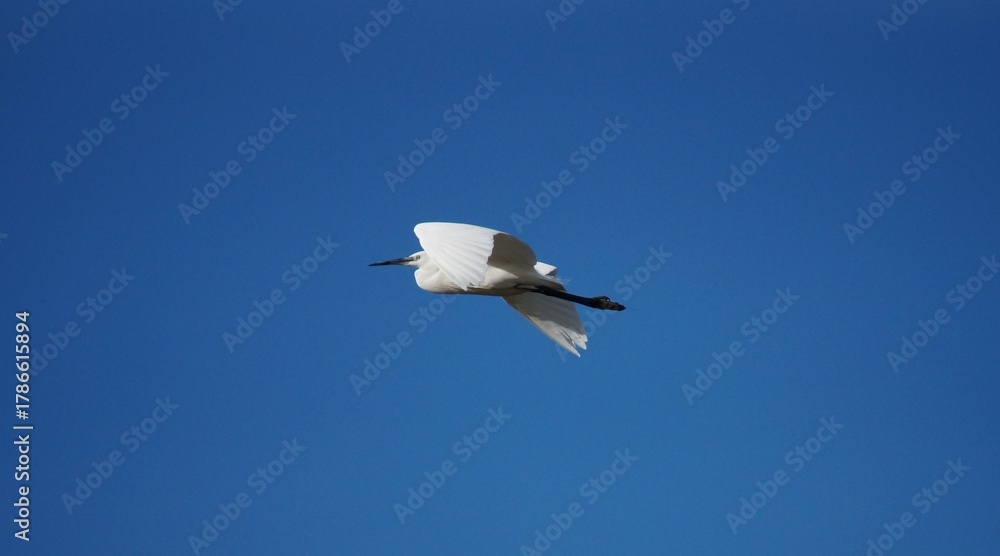 Fototapeta premium Aigrette en vol