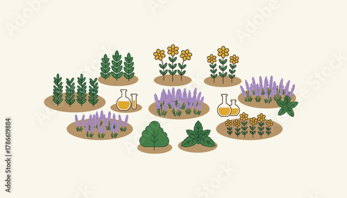 A fragrant garden where various aromatic herbs and flowers are thriving showcasing the raw materials for essential oils.
