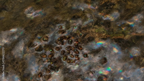 Close-up of a cluster of dark, round objects on a textured, earthy surface with subtle colorful light flares.