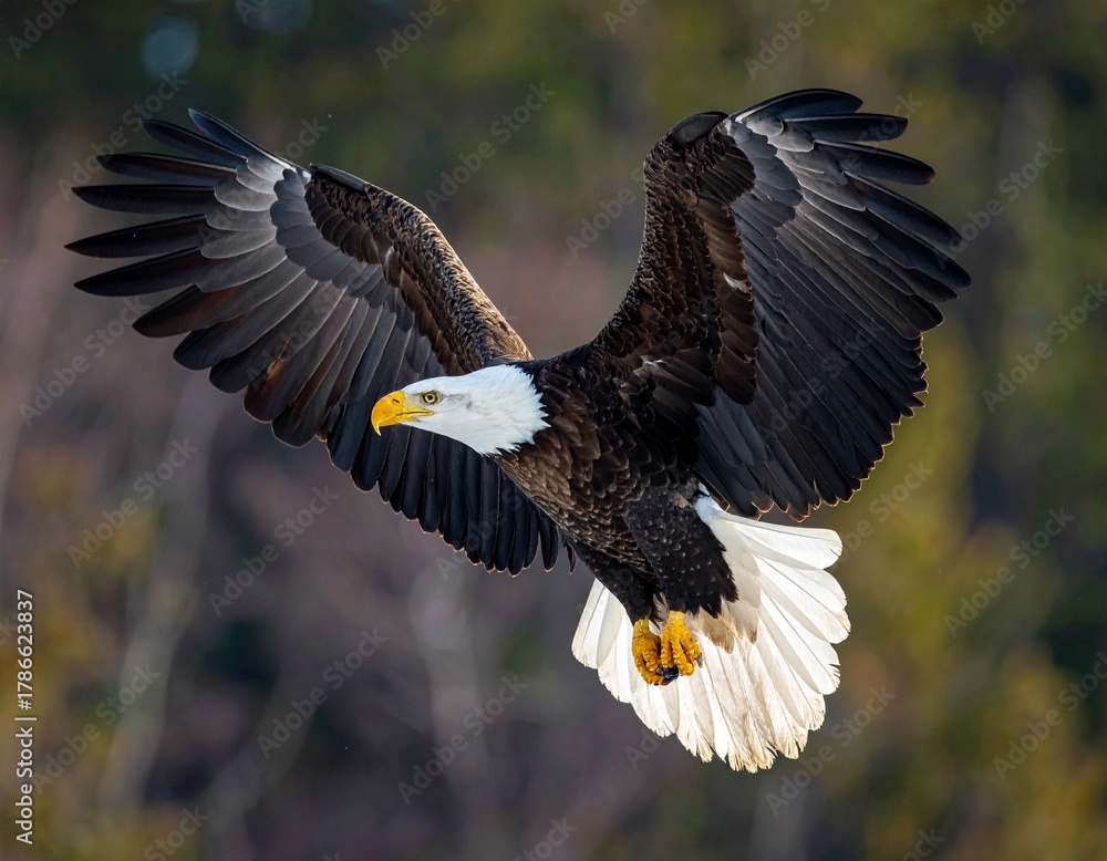 Obraz premium Bald eagle soaring with wings spread in the sky