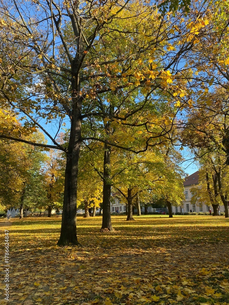 Naklejka premium Autumn park with fallen leaves and benches