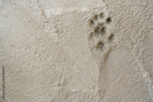 Claw marks found in sand near the riverbank during a sunny afternoon