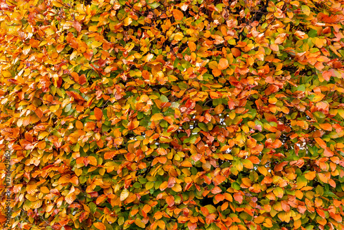 Selective focus of hedge plant in garden with yellow, orange and green, Fagus sylvatica, The European beech is a large graceful deciduous tree in the beech family, Natural pattern, Autumn background.