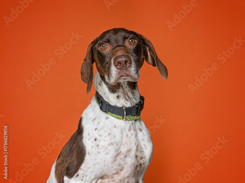 Cute dog on an isolated background studio shot