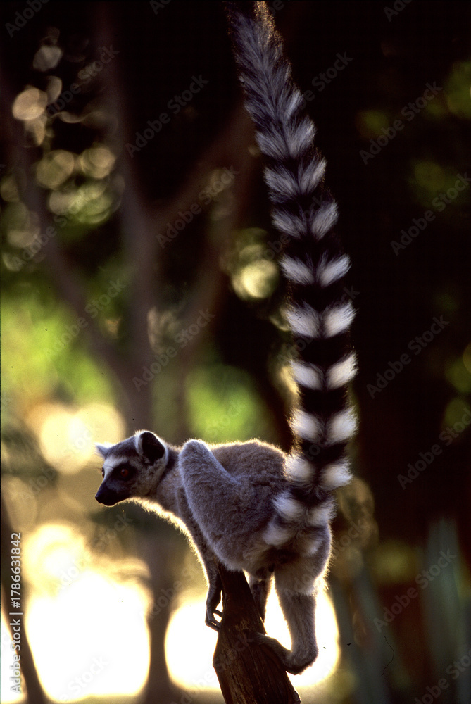 Obraz premium catta with stretched-up ringed tail