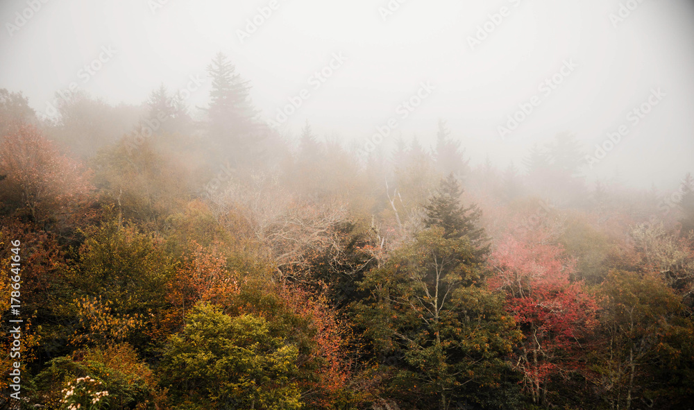 Fototapeta premium ethereal autumn forest scenery shrouded in fog perfect for relaxation and artistic inspiration