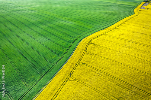 Rapeseed and wheat field at...