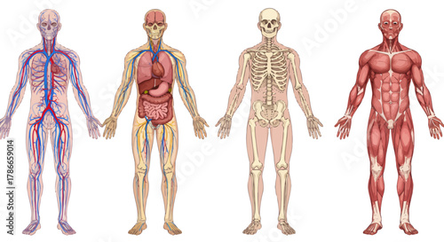 A detailed vector illustration showcases the human anatomy, depicting the skeletal, muscular, circulatory, and internal organ systems, perfect for educational and medical applications.