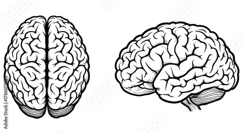 A detailed vector illustration of a human brain, presented in both top-down and side views, perfect for medical and educational purposes, available as a high-quality PNG.