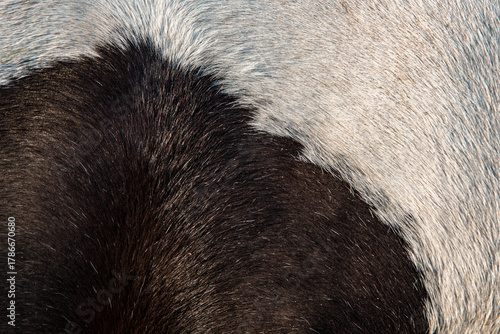 Foto Animal hair coat