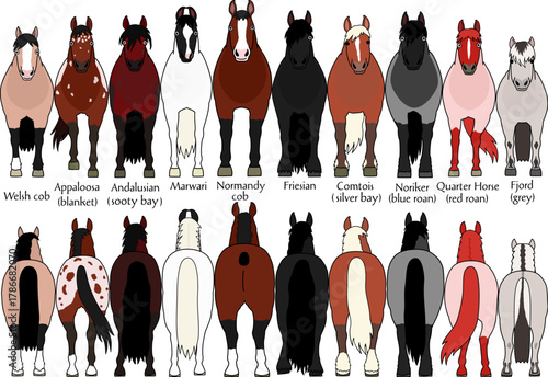 set of various breeds of horses 3, cartoon style, front and rear view