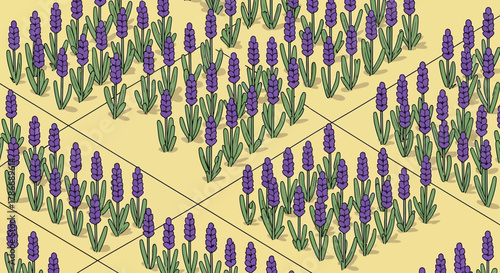Whimsical hand-drawn lavender field illustration showcasing purple blooms