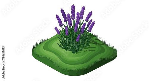 Isometric garden design element: lavender flowers bed in a verdant lawn