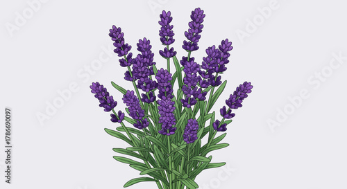 Digitally rendered lavender bunch with simple line art and soft coloring