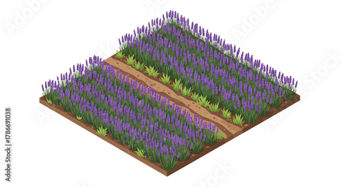 Isometric Lavender Field Illustration for Agricultural or Cosmetic Themes
